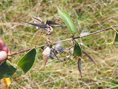 Vincetoxicum rossicum