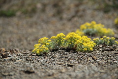 Odontarrhena obtusifolia