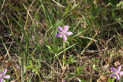 Geranium asphodeloides tauricum