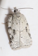 Acleris placidana