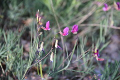 Lathyrus digitatus