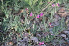 Lathyrus digitatus