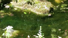 Polytrichastrum ohioense