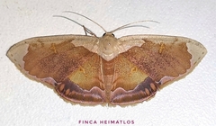 Leptostales admirabilis