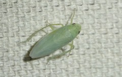 Gyponana angulata