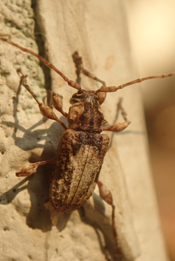 Exalphus