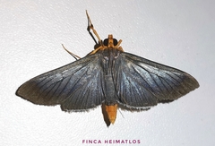 Omiodes fulvicauda