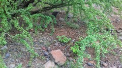 Crotaphytus nebrius