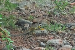 Crotaphytus nebrius