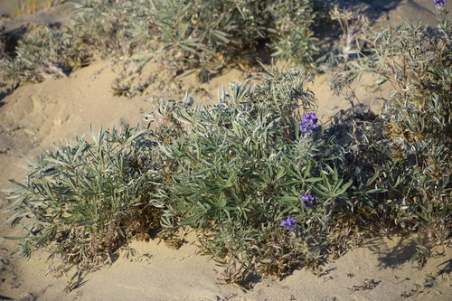 Image of Lupinus kuschei by (c) Syd Cannings, some rights reserved (CC BY)
