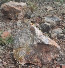 Crotaphytus nebrius