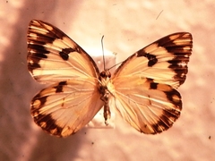 Belenois creona leucogyne