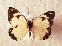Belenois creona leucogyne
