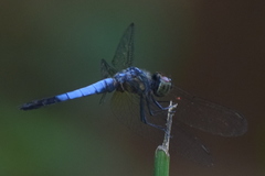 Brachydiplax farinosa