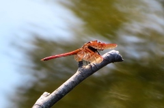 Libellula auripennis