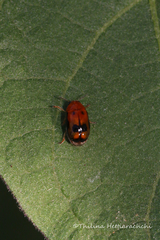 Aetheomorpha nigropicta