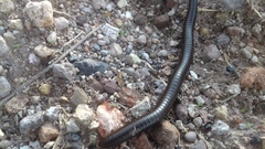Orthoporus