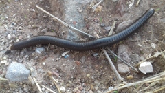 Orthoporus