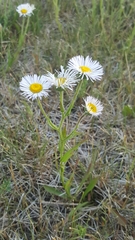 Erigeron glabellus