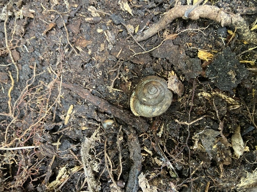 Helix dentifera, 2020-09-07