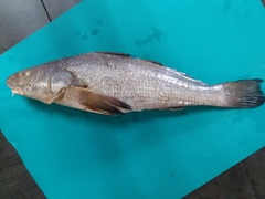 Menticirrhus panamensis