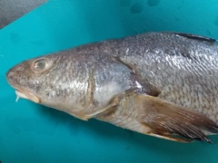 Menticirrhus panamensis
