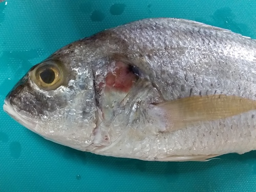 Panama grunt (Pomadasys panamensis) — Haemulidae — 3