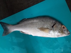 Haemulopsis leuciscus