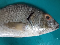 Haemulopsis leuciscus
