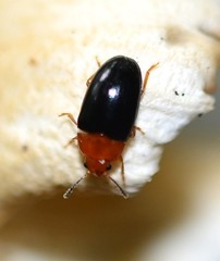 Triplax thoracica