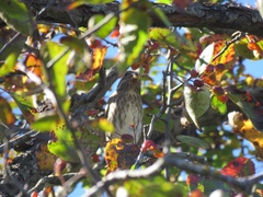 Haemorhous purpureus