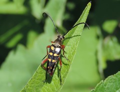 Typocerus