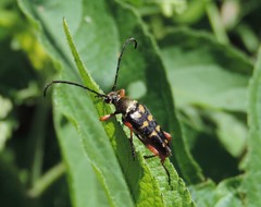 Typocerus