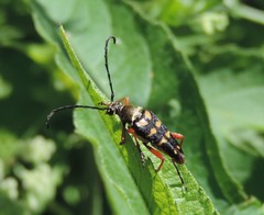 Typocerus