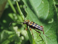 Typocerus