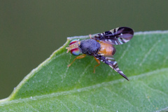 Image of Xanthaciura insecta