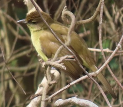 Chlorocichla flaviventris flaviventris