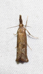 Neodactria zeellus