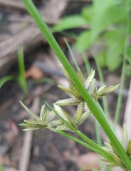 Cyperus bipartitus