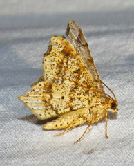 Macaria promiscuata