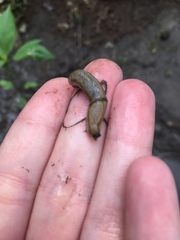 Arion fasciatus