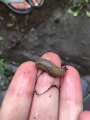 Arion fasciatus