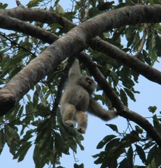Hylobates pileatus