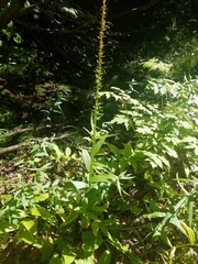 Platanthera stricta