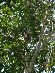 Hylobates pileatus