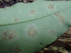 Peronospora
