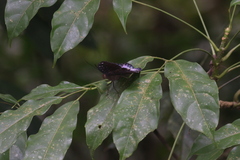 Lexias pardalis dirteana