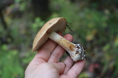 Cortinarius talus