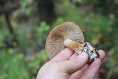 Cortinarius talus