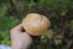 Cortinarius talus